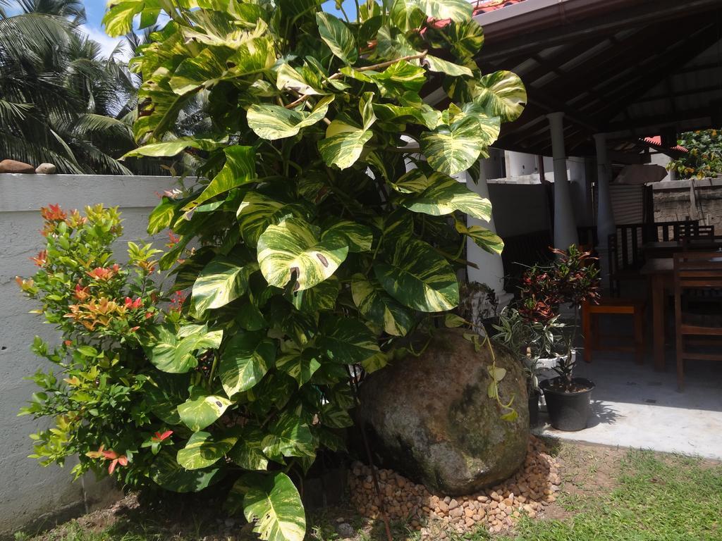 Ceylon Surf Guest And Restaurant Bed & Breakfast Weligama Exterior foto